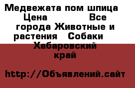 Медвежата пом шпица › Цена ­ 40 000 - Все города Животные и растения » Собаки   . Хабаровский край